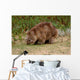 Wombat Wall Mural