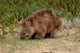 Wombat Wall Mural