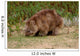 Wombat Wall Mural