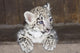 Snow Leopard Uncia Uncia