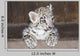 Snow Leopard Uncia Uncia