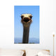 Who are you? Wall Mural