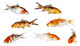 Carp Koi Fish Wall Decal