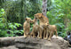 Family Lions