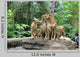 Family Lions