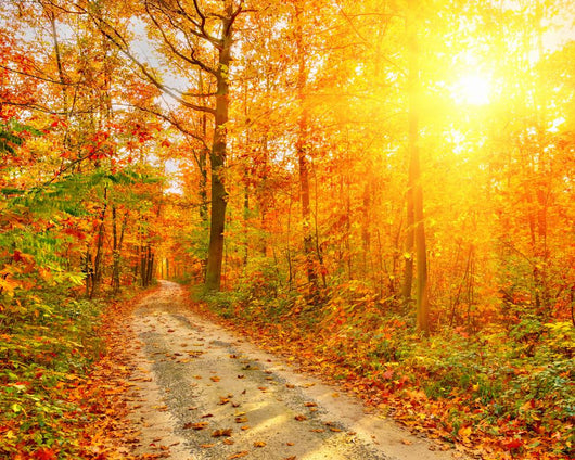 Pathway Autumn Forest