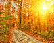Pathway Autumn Forest