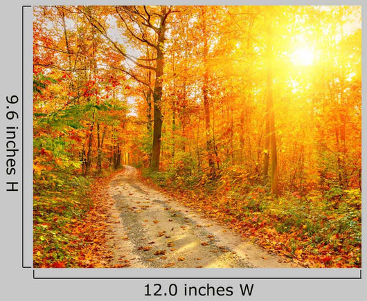 Pathway Autumn Forest
