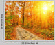 Pathway Autumn Forest