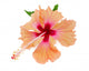 Vibrant Orange and Pink