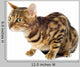 Bengal Cat