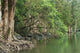 Forest Lake Reflecting Trees