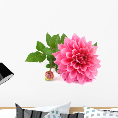 Pink Dahlia White Wall Decal shown on a wall