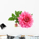 Pink Dahlia White Wall Decal