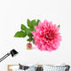Pink Dahlia White Wall Decal