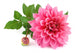Pink Dahlia White Wall Decal