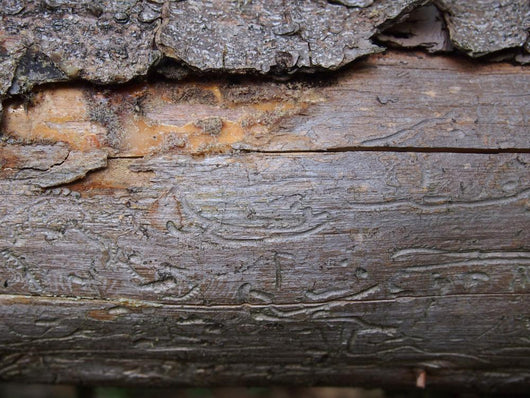 Bark Beetle Streets Wall Mural