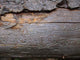 Bark Beetle Streets Wall Mural