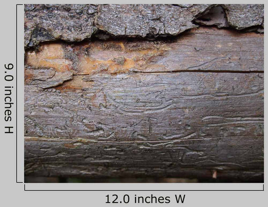 Bark Beetle Streets Wall Mural