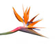 Bird of Paradise Flower Wall Decal