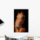 Horse Front Black