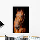 Horse Front Black