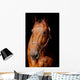 Horse Front Black