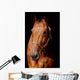Horse Front Black