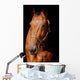 Horse Front Black