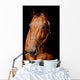 Horse Front Black