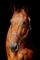Horse Front Black