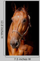 Horse Front Black