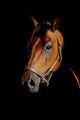 Horse Portrait Mystical