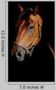 Horse Portrait Mystical