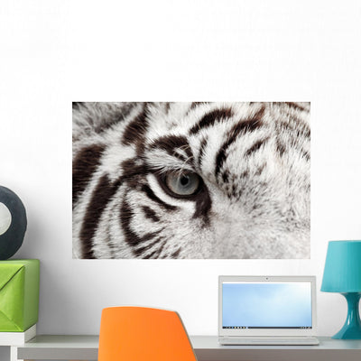 White Tiger Eye shown on a wall