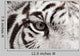 White Tiger Eye