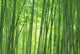 Sagano Bamboo Forest