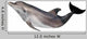 Grey Dolphin White Wall Decal