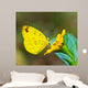 Butterfly Wall Mural