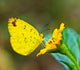Butterfly Wall Mural