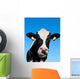 Curious Holstein Cow