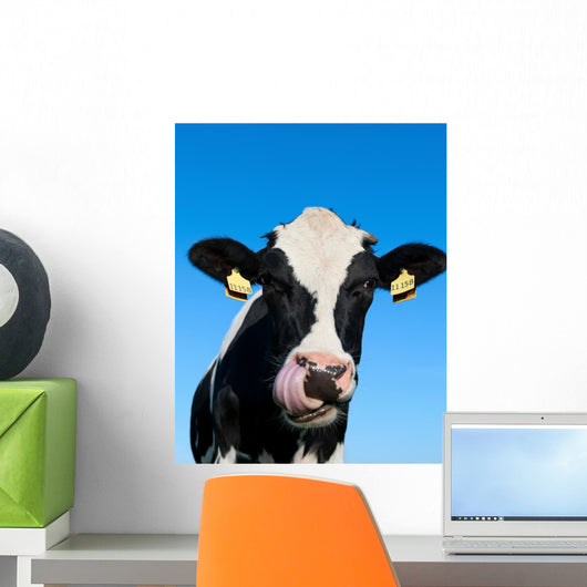 Curious Holstein Cow