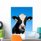 Curious Holstein Cow