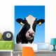 Curious Holstein Cow