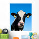 Curious Holstein Cow