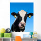 Curious Holstein Cow