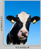 Curious Holstein Cow