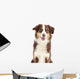 Australian Shepherd
