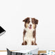 Australian Shepherd
