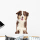 Australian Shepherd